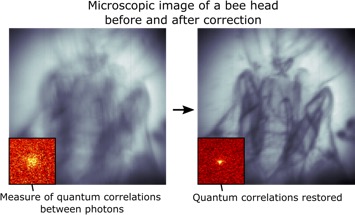 Images of a bee head created using conventional microscopy and the quantum-enhanced technique developed at the University of Glasgow